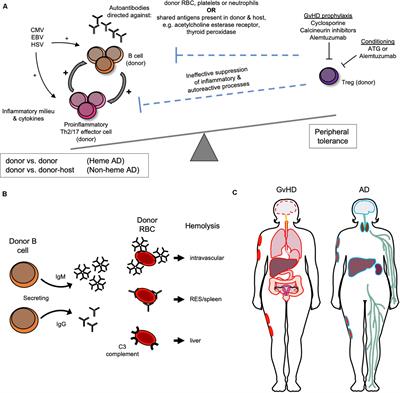 Frontiers | Autoimmunity Following Allogeneic Hematopoietic Stem Cell ...